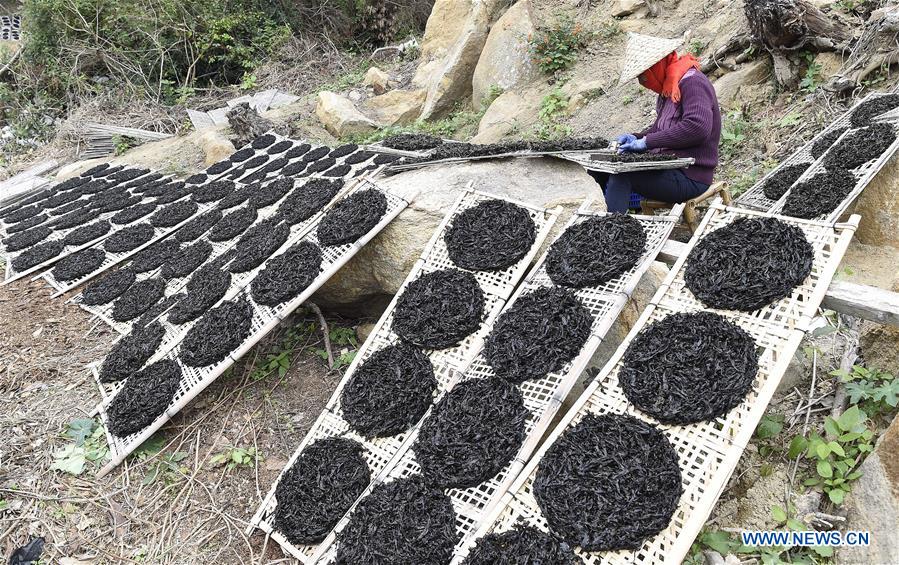 #CHINA-GUANGDONG-NAN'AO-DRIED LAVER (CN)