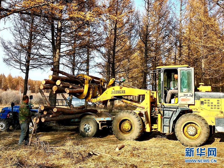 (新華全媒頭條·圖文互動)(7)那一抹綠色,走進越來越多人心里——河北塞罕壩續(xù)寫新時代綠色傳奇