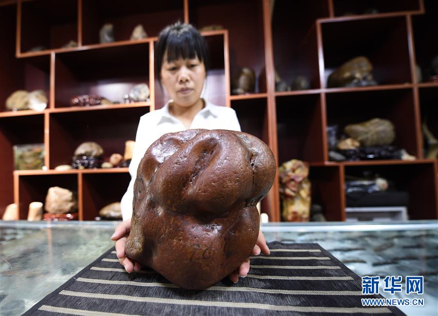 (圖文互動)(6)黑龍江海倫發現罕見古生物群