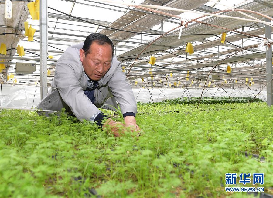 （走向我們的小康生活·決戰決勝脫貧攻堅·圖文互動）（1）高原喜見“壽光綠”——“世界屋脊”上的蔬菜發展奇跡