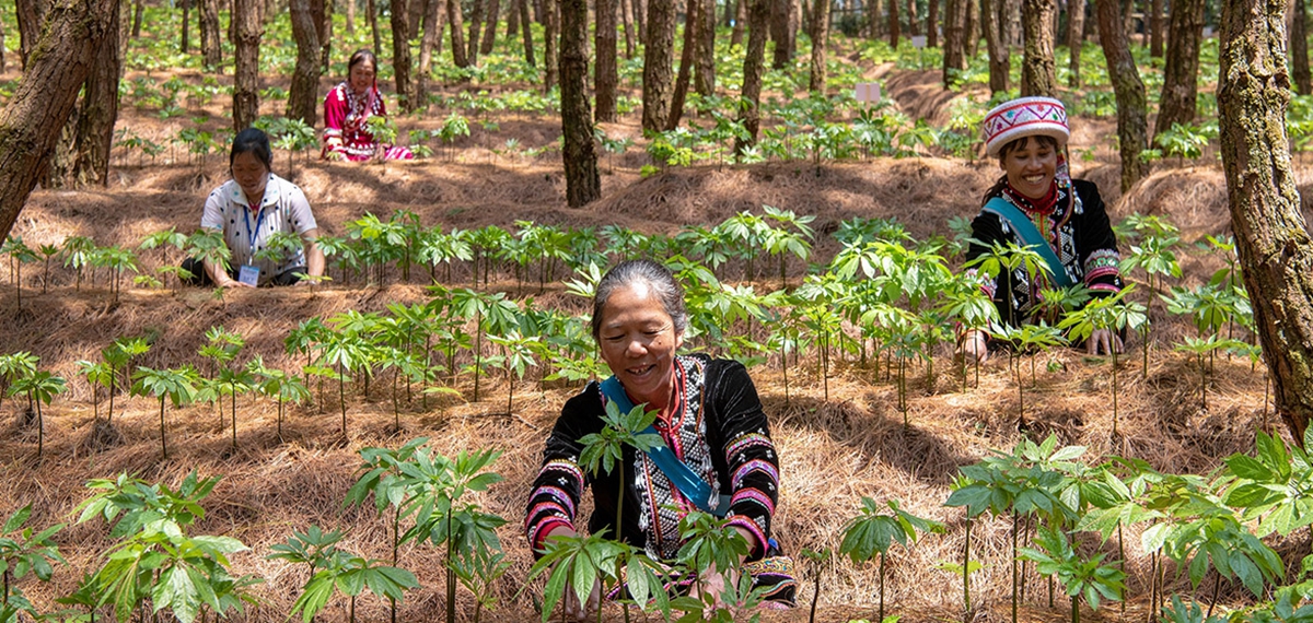 華能瀾滄江與中科院跨界合作幫扶冬季馬鈴薯及林下三七種植產業
