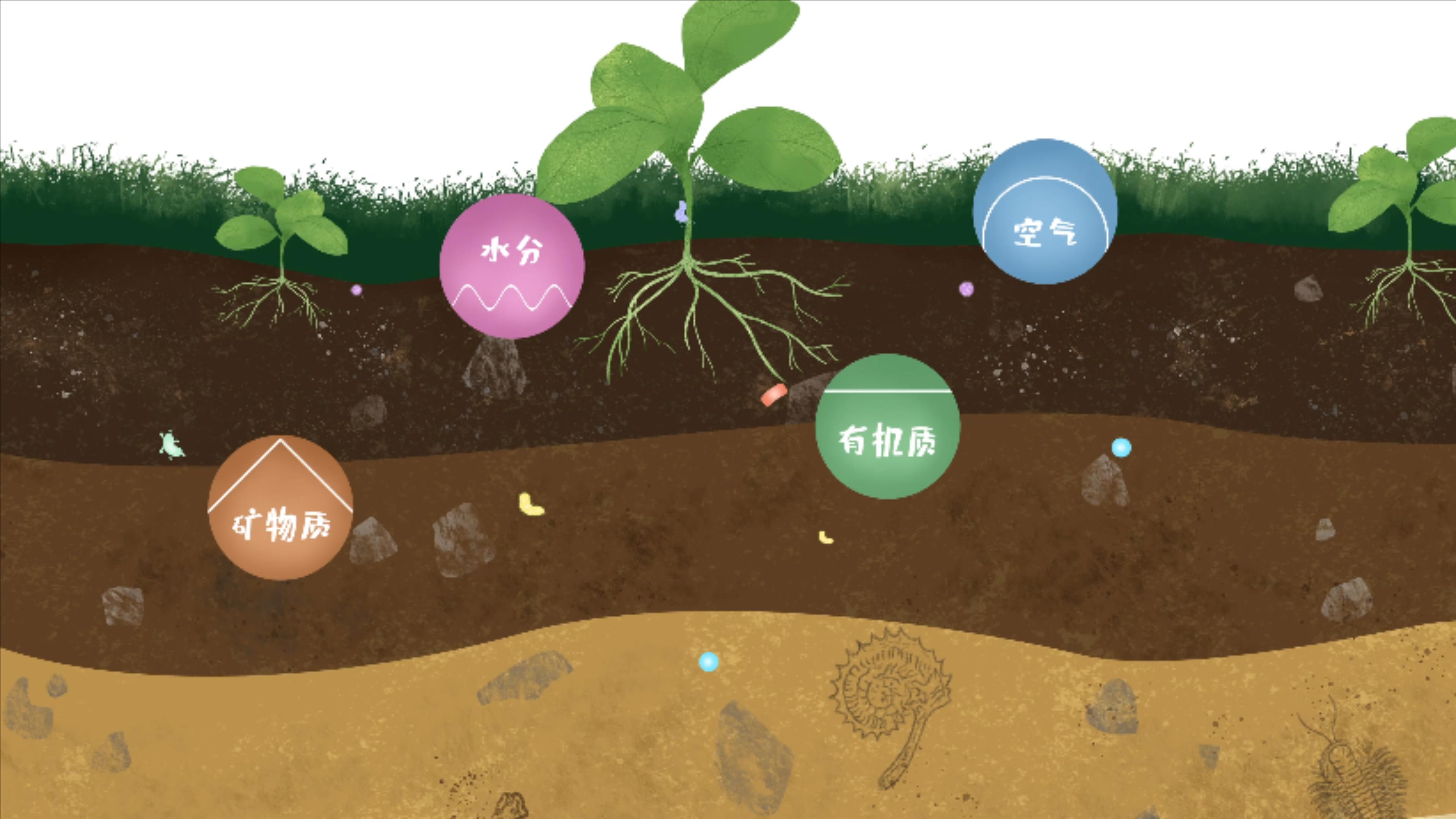 土壤由礦物質、有機質、水分、空氣及包括微生物在內(nèi)的生物體等組成