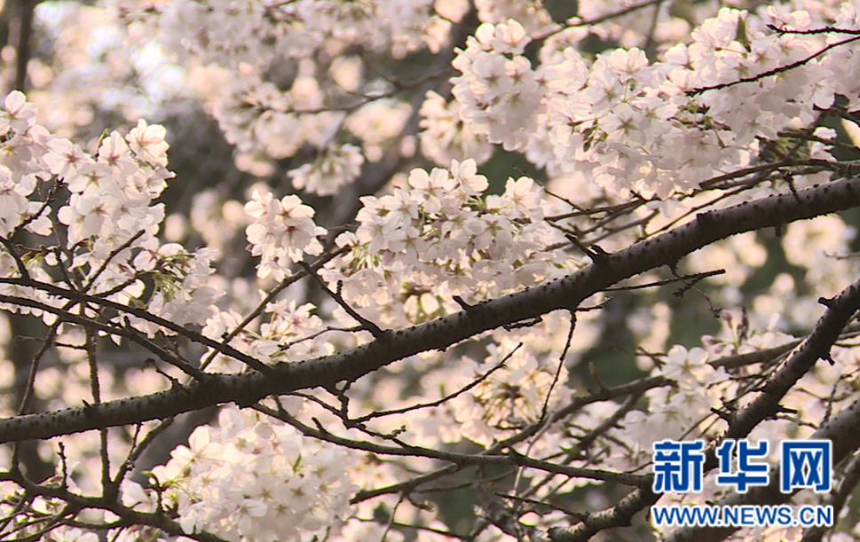 人文之花